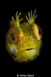Fish Geek by Henley Spiers 
